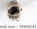 Pekingese puppy taking a shower in the bathtub 70409143
