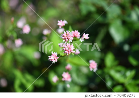 Misozoba花 Misozoba花 70409275