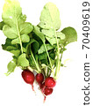 Radish Home Garden 70409619