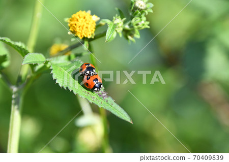 Ladybird ladybird Ladybird ladybird 70409839