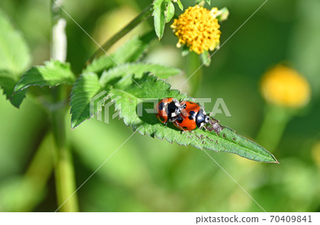 Ladybird ladybird Ladybird ladybird 70409841