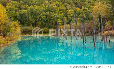 Biei-cho, Hokkaido Autumn blue pond and autumn leaves October 70410065