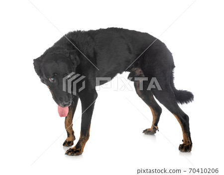 beauceron in studio beauceron in studio 70410206