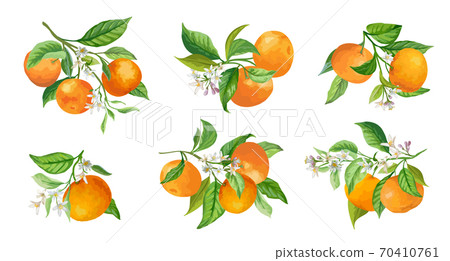 tangerines clipart flower