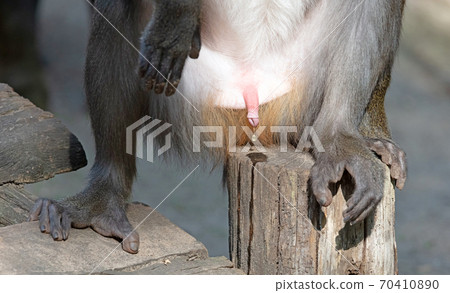 Mandril monkey peeing out in the open 70410890