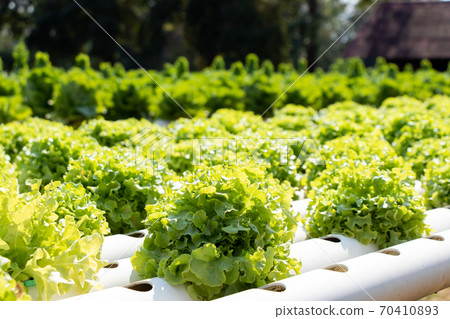 Green leaf lettuce farm that plant as hydroponics method Green leaf lettuce farm that plant as hydroponics method 70410893
