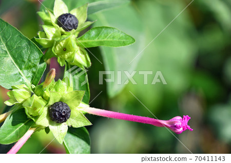 Black seeds of Oshiroibana 70411143