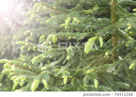 Young branches spruce buds and young spruce needles Natural background with trees and bokeh. Young branches spruce buds and young spruce needles Natural background with trees and bokeh. 70411288