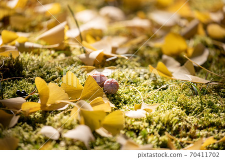 Landscape material: Fallen leaves of ginkgo, ginkgo and moss Landscape material: Fallen leaves of ginkgo, ginkgo and moss 70411702