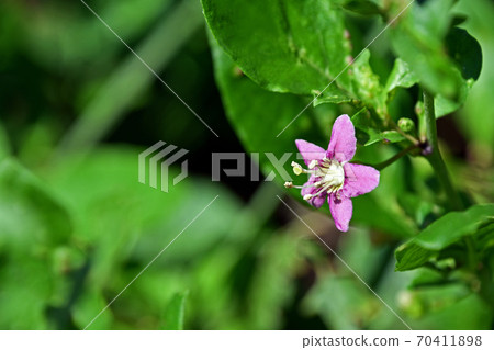 Wolfberry flower 70411898