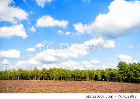 Heathland with flowering common heather 70412988