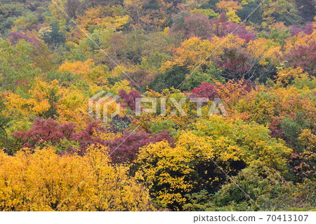 秋天的樹葉 70413107