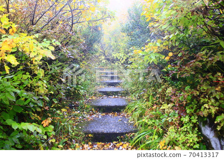 黃葉 黃葉 70413317