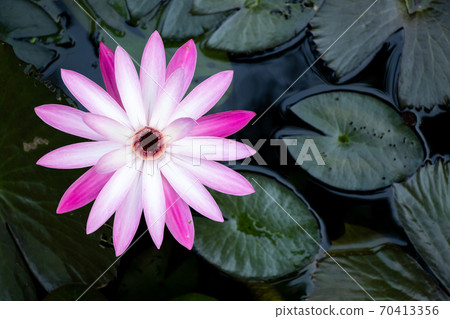 Single pink and white color lotus (water lily) with the green leaf background (Top view) Single pink and white color lotus (water lily) with the green leaf background (Top view) 70413356
