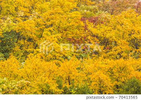 Autumn leaves Autumn leaves 70413565