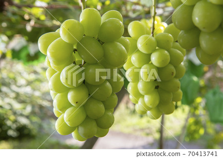 King of Autumn Fruits Delicious Shine Muscat King of Autumn Fruits Delicious Shine Muscat 70413741