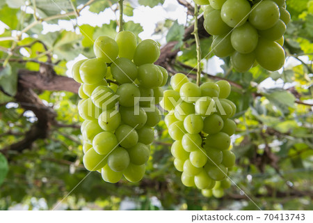 秋季水果之王美味光芒馬斯喀特 秋季水果之王美味光芒馬斯喀特 70413743