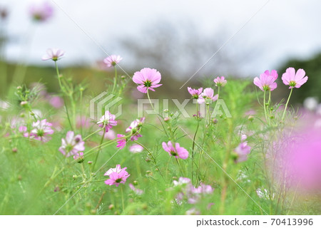 Cosmos Cosmos 70413996