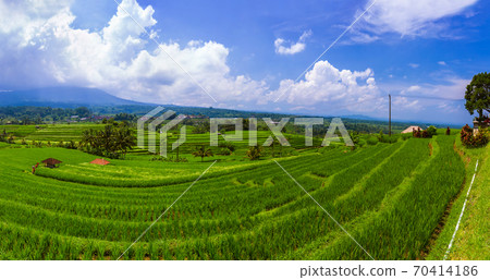 Rice fields - Bali island Indonesia 70414186