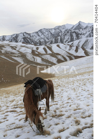Red horse under a saddle eats grass in the evening in the mountains. Red horse under a saddle eats grass in the evening in the mountains. 70414404