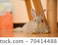 Rabbit baby relaxing and relaxing 70414488