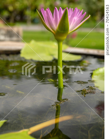 water lilly flower on bokeh background water lilly flower on bokeh background 70414563