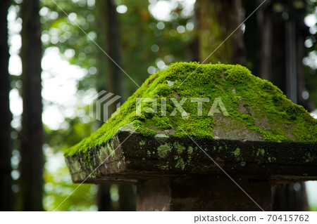 Autumn rain Suwa Taisha Suwa Taisha Upper Shrine main shrine Autumn rain Suwa Taisha Suwa Taisha Upper Shrine main shrine 70415762