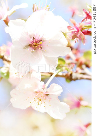 Sanbagawa winter cherry blossoms Sambagawafu Yuzakura cherry blossoms that bloom twice in winter and spring 70415897