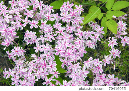 Stems, petals, corollas, leaves in the flower bed in the garden 70416055