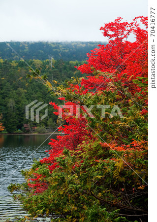 Shirakoma pond in autumn 70416777