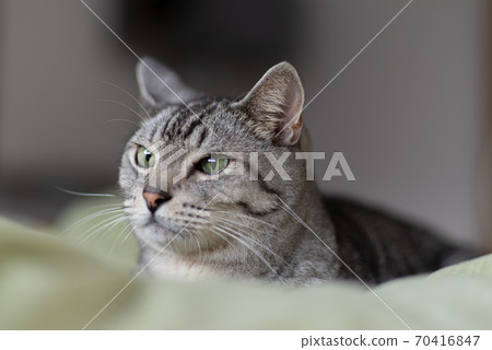 Staring cat, Sabatra cat Staring cat, Sabatra cat 70416847