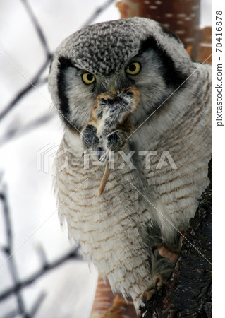 Owl holds a victim in its beak. 70416878