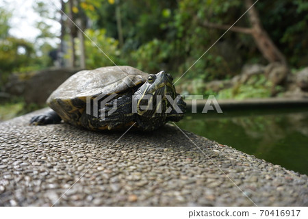 Turtles basking in the sun on Enoshima 70416917