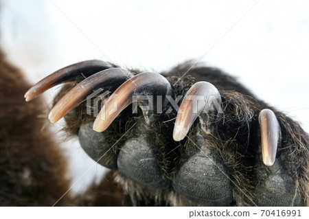 Sharp powerful bear claws on the front paw close-up. Sharp powerful bear claws on the front paw close-up. 70416991