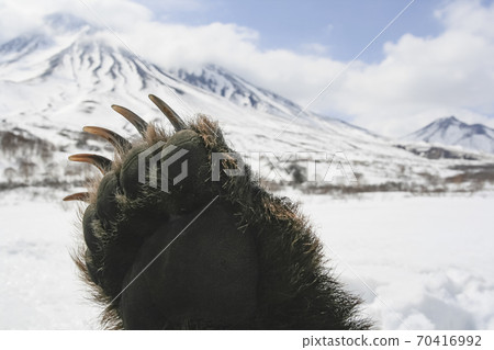 Front paw of a brown bear on the background of the Kamchatka volcano. 70416992