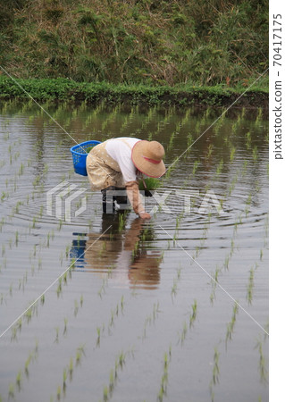 A woman planting rice by hand 70417175