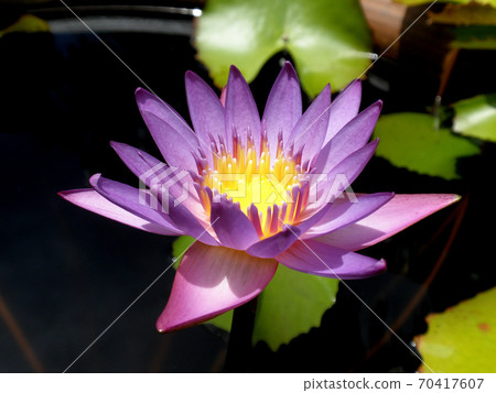 Purple water lily 70417607