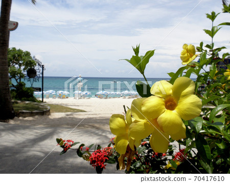 Tropical flowers and blue sea 70417610