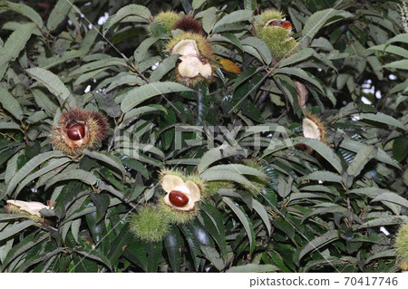 Yamaguri fruit that is about to fall from the open-mouthed squid 70417746