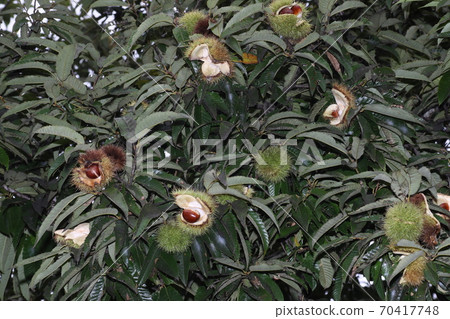 Yamaguri fruit that is about to fall from the open-mouthed squid 70417748