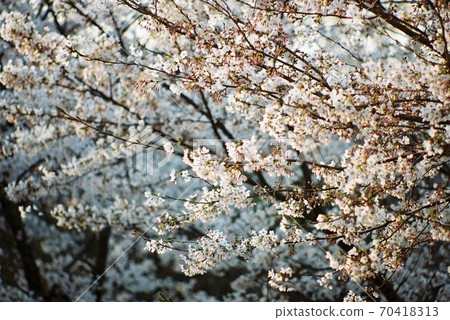 Cherry Blossoms	 70418313