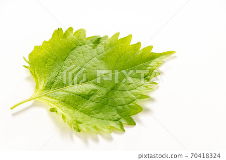 大葉,藍色紫蘇(Aojiso)葉。 (白色背景) 大葉,藍色紫蘇(Aojiso)葉。 (白色背景) 70418324