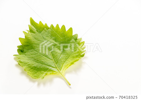 大葉,藍色紫蘇(Aojiso)葉。 (白色背景) 大葉,藍色紫蘇(Aojiso)葉。 (白色背景) 70418325