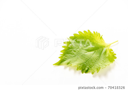 大葉,藍色紫蘇(Aojiso)葉。 (白色背景) 大葉,藍色紫蘇(Aojiso)葉。 (白色背景) 70418326