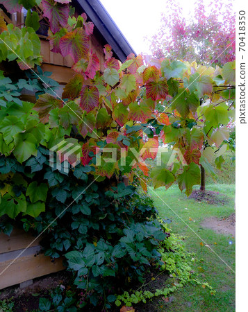 Autumn at the foot of the mountain Autumn at the foot of the mountain 70418350