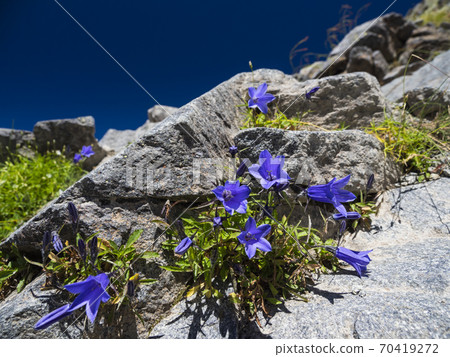 Iwagome Iwagome 70419272