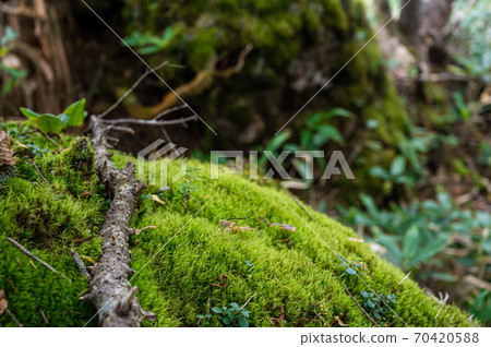 森林風光:苔蘚和倒下的樹木 森林風光:苔蘚和倒下的樹木 70420588