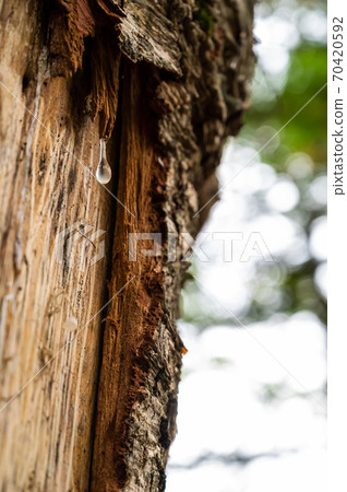 Sap dripping from the bark 70420592