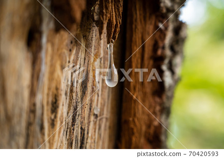 Sap dripping from the bark Sap dripping from the bark 70420593