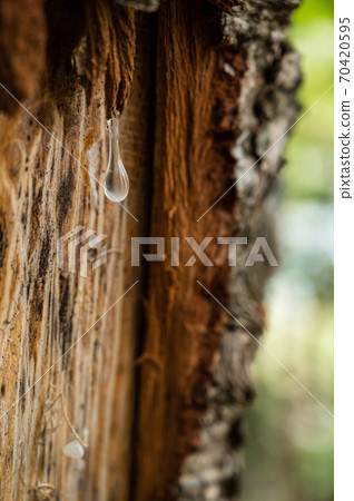 Sap dripping from the bark 70420595